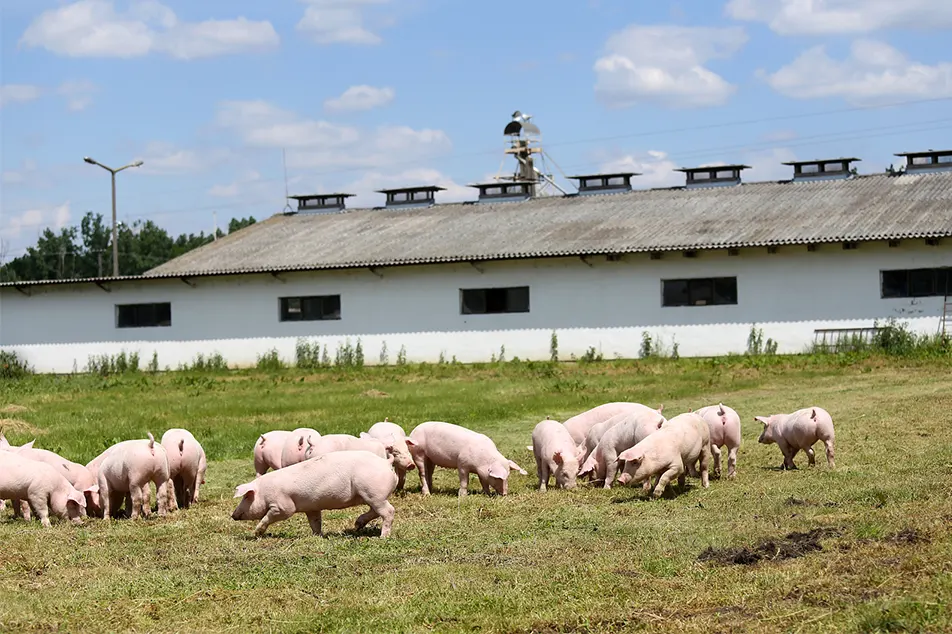 Ferme porcine moderne peu pas ces 6 équipements porcins