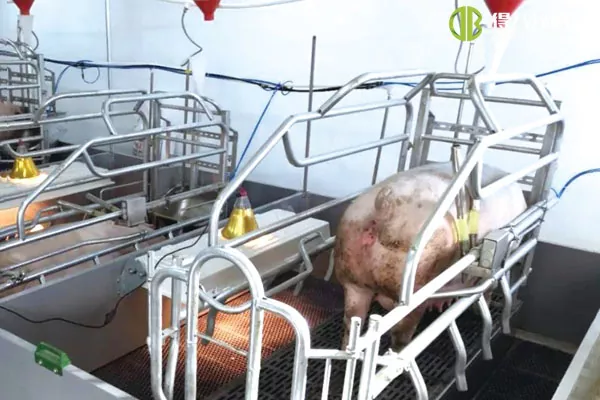 ãLift FrowingunitãHunan Yueyang 2400 ferme de truies
