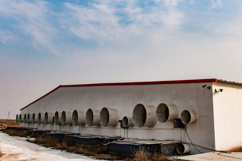 Système de ventilation Deba Brothers® Pig Farm : Amélioration de la qualité de l'air pour des porcs en meilleure santé