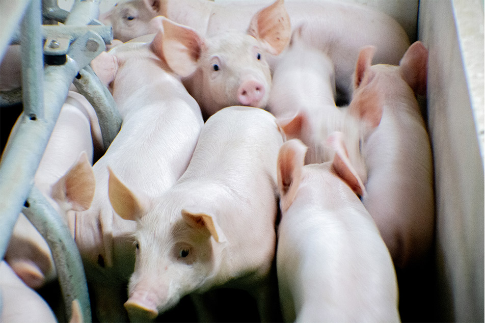 Caisse de mise-bas Welsafe : améliorer le bien-être des porcs dans la gestion de la mise-bas