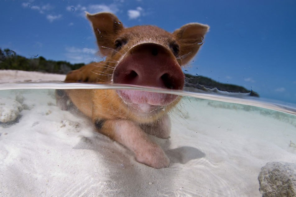Gérer le stress thermique chez les porcs : stratégies efficaces pour le bien-être estival