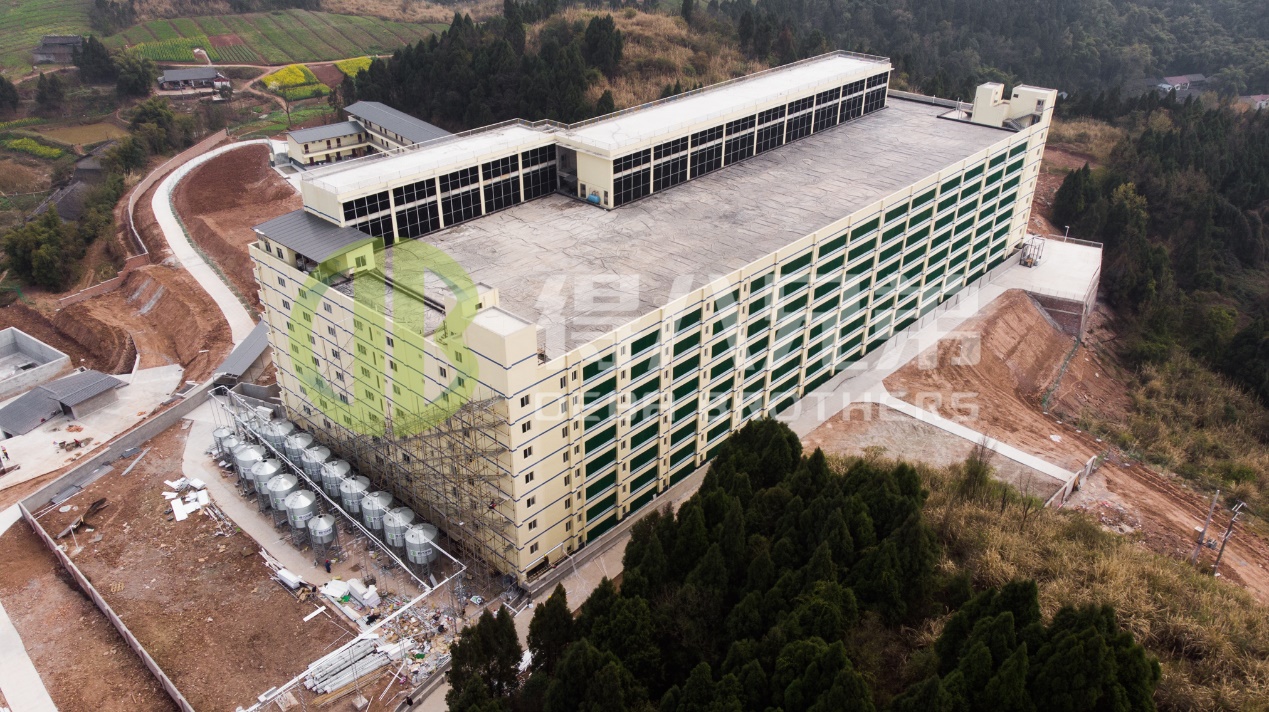 Comment améliorer la qualité de l'environnement dans la conception d'une ferme porcine moderne