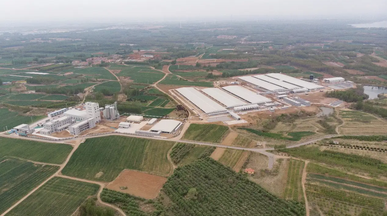 Production annuelle prévue de 50 000 porcs ! La base d'élevage de porcs noirs de coopération gouvernement-entreprise a été officiellement mise en service.