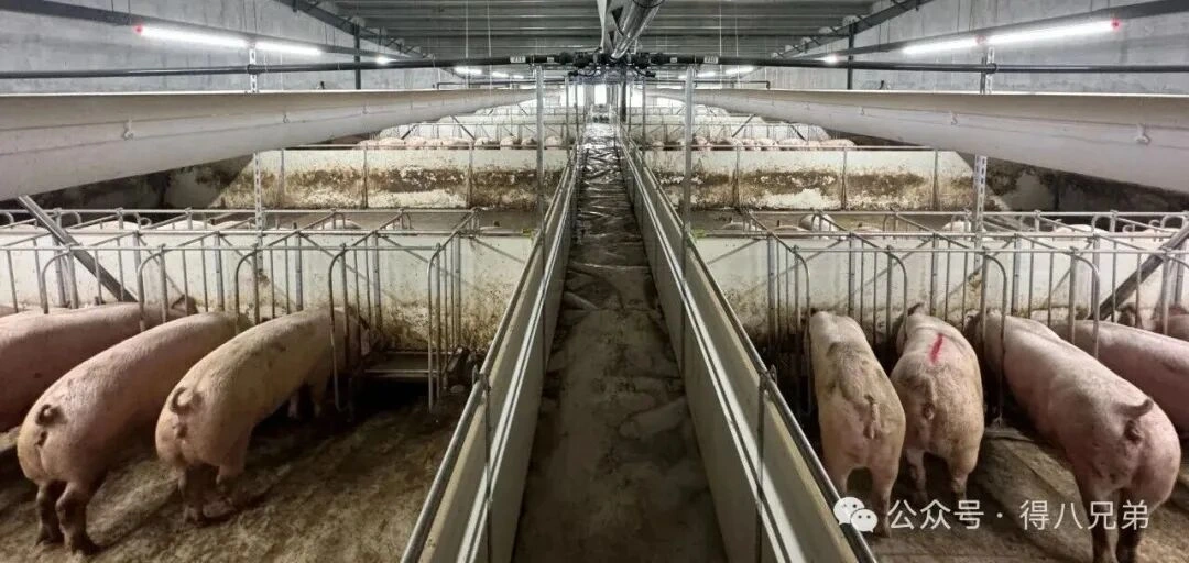 Matières premières locales : les principales synergies et avantages de valeur de l'alimentation liquide dans les élevages porcins