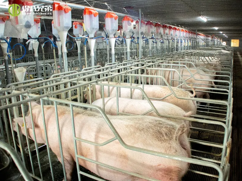 Gestion de la ventilation des porcheries : des erreurs courantes aux solutions scientifiques – Un guide complet