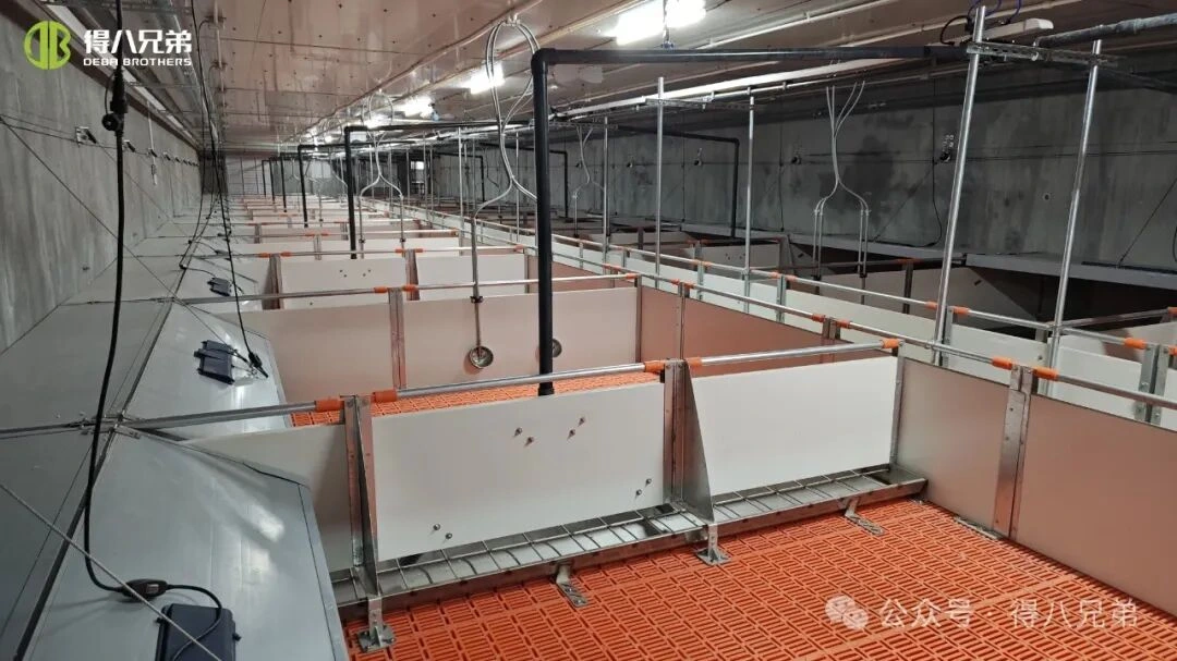 Prévention et gestion du stress thermique dans les élevages porcins par temps chaud