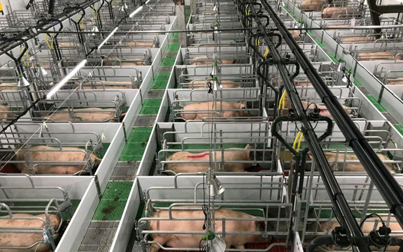 Nutrition précise et gestion scientifique : favorisez un élevage efficace des truies gestantes — Debabrother aide les élevages porcins à améliorer la qualité et l'efficacité
