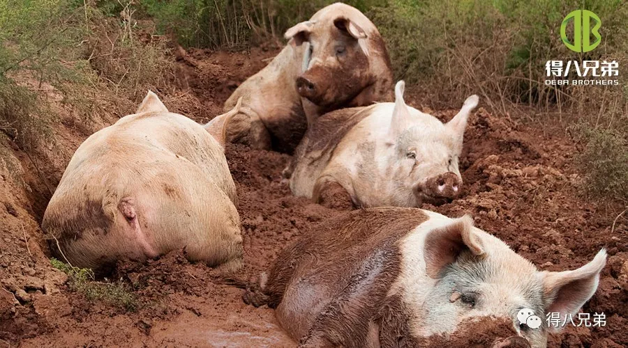 Effets du stress thermique sur la santé intestinale, le système immunitaire et la qualité de la viande des porcs