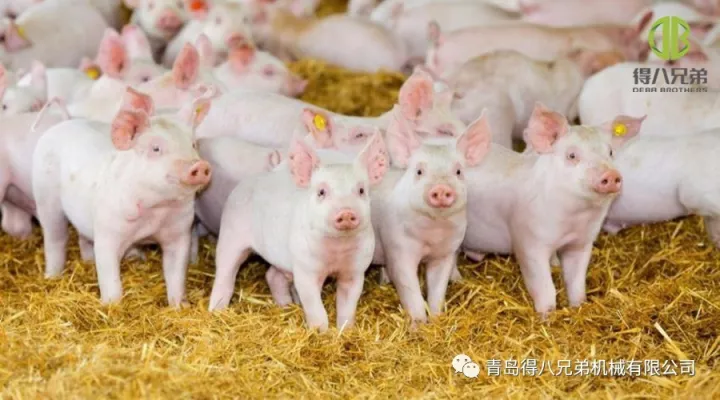Améliorer le bien-être des animaux d’élevage porcin – Édition Chine
