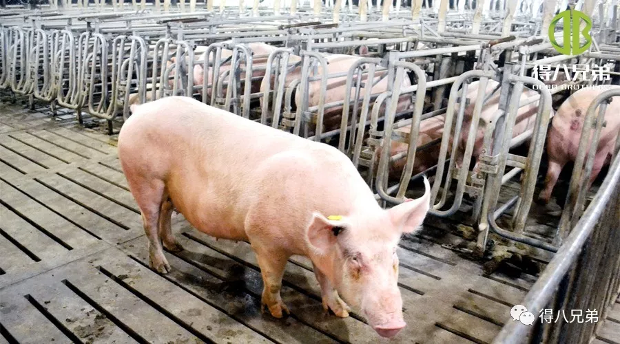 Effets des aliments fermentés sur les truies gestantes