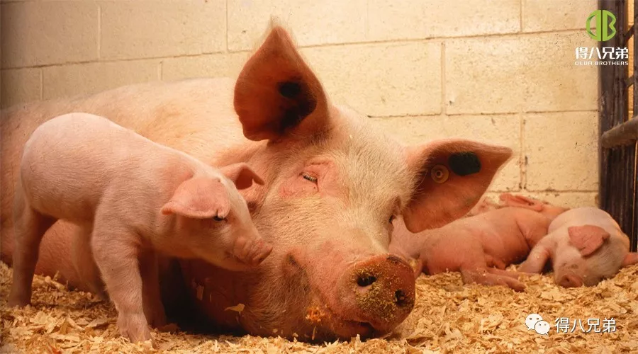 Impacts du bien-être animal sur la production porcine