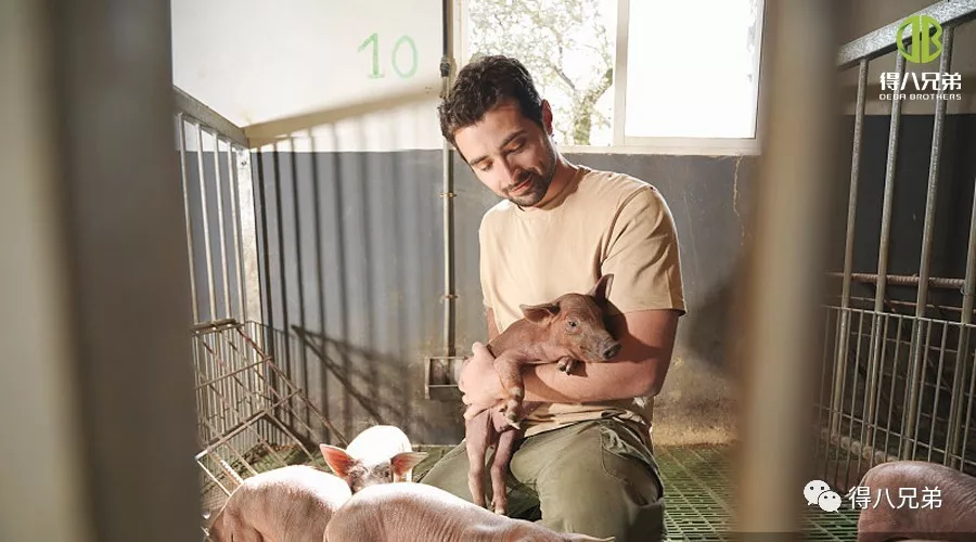 Stratégies pour améliorer et améliorer le bien-être des animaux dans les élevages porcins