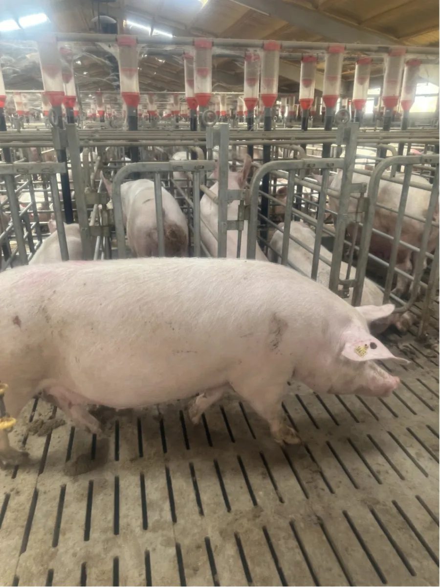 Debabrother effectue une nouvelle visite client en Espagne