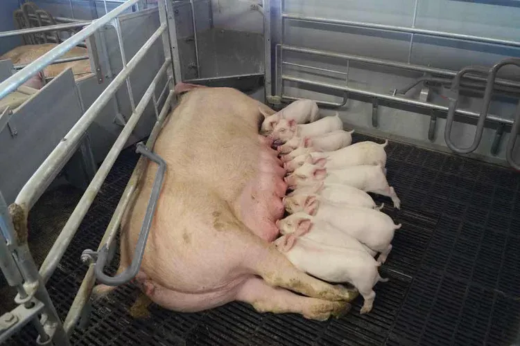 La reprise mondiale des prix du porc renforce la confiance dans les investissements dans les équipements agricoles
